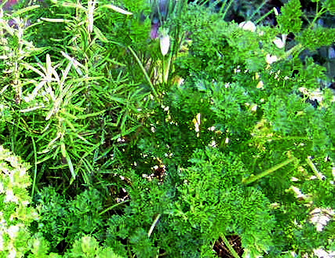 Parsley and rosemary, shown in a potager, are vital garden protectors.