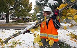 Extensive tree damage after weekend snowstorm