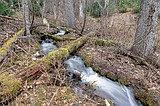 Forest Service closer to finalizing Frozen Moose project
