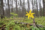 ‘Forest Action Plan’ hopes to make forests more resilient