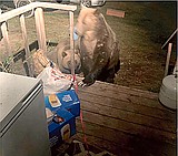 FWP moves grizzlies from near town