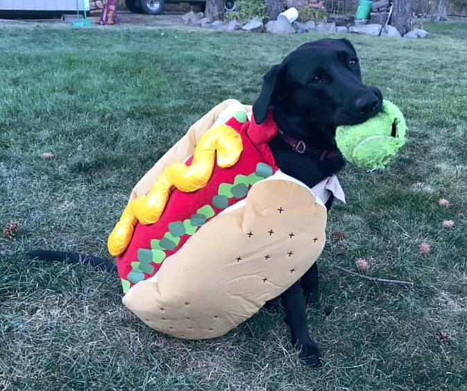 Nicole Choquette submitted this photo of her dog Lady, as a hot dog, for the Kootenai Humane Society Halloween Pet Costume Contest.