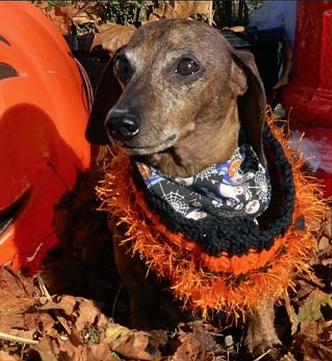 The Kootenai Humane Society is inviting community members to submit photos of dressed-up pets for the annual Halloween Pet Costume Contest. This dashing dachshund, adopted by a KHS volunteer, participated in the contest last year.