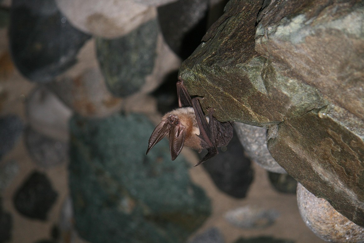 Townsend’s Big-eared Bat in an abandoned mine.