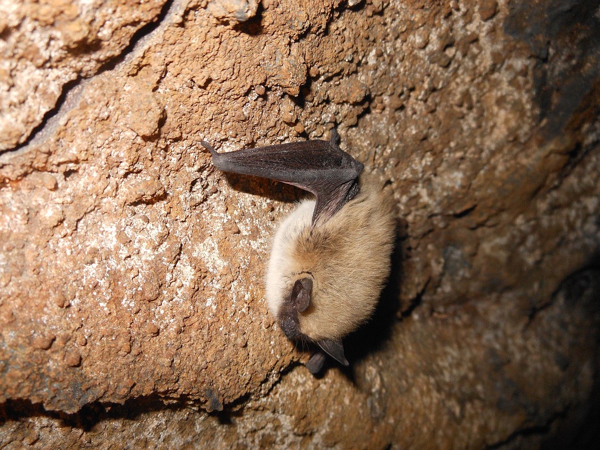 Western Small-footed Myotis hibernating in a cave