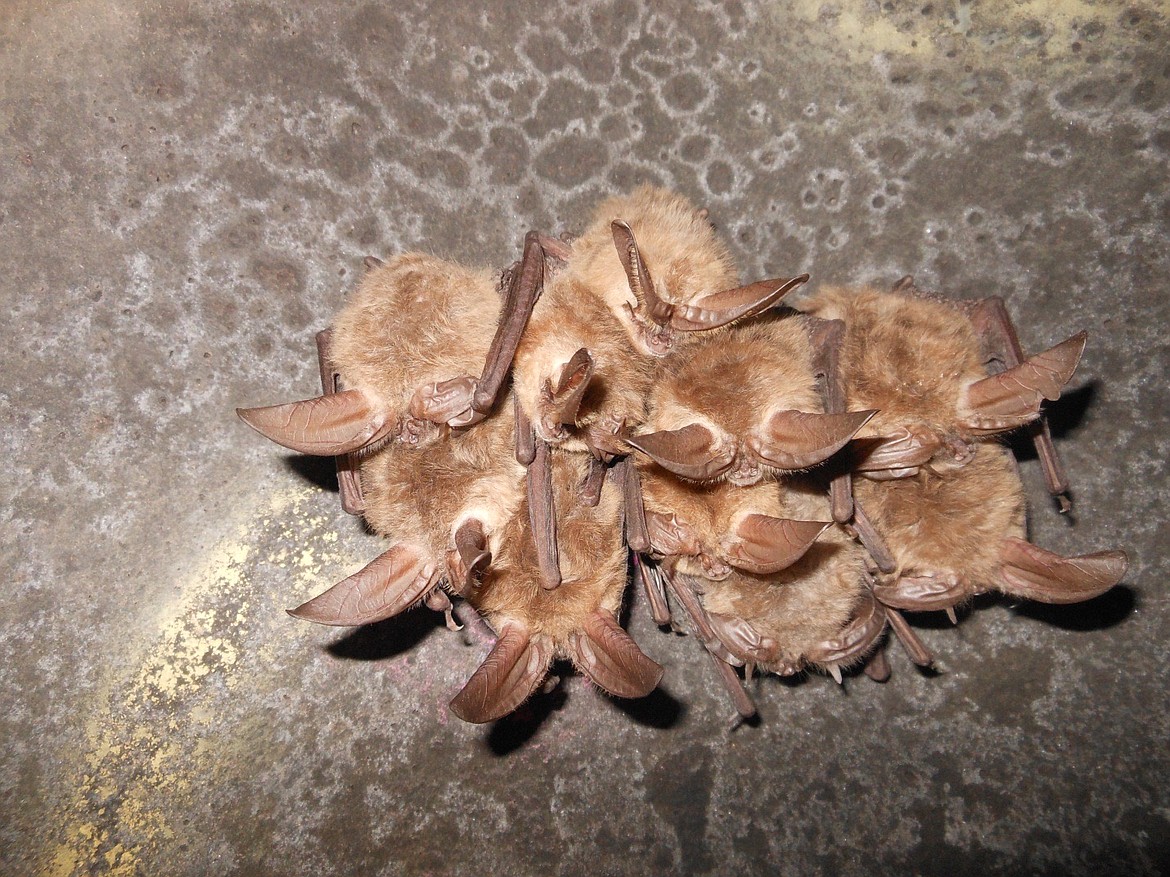 Cluster of Townsend’s Big-eared bats hibernating in a cave