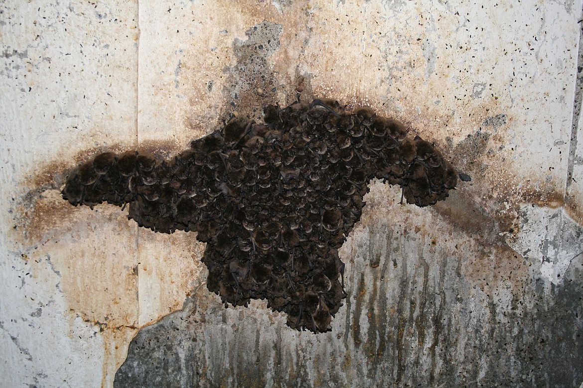 ‘Cluster’ of Yuma myotis bats in a maternity colony; mother bats sometimes congregate to raise their young, keeping them warm. Bats have one pup (or twins) a year.