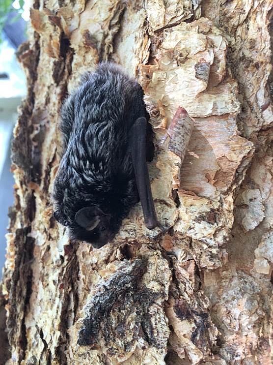 Silver-haired bat on birch tree.