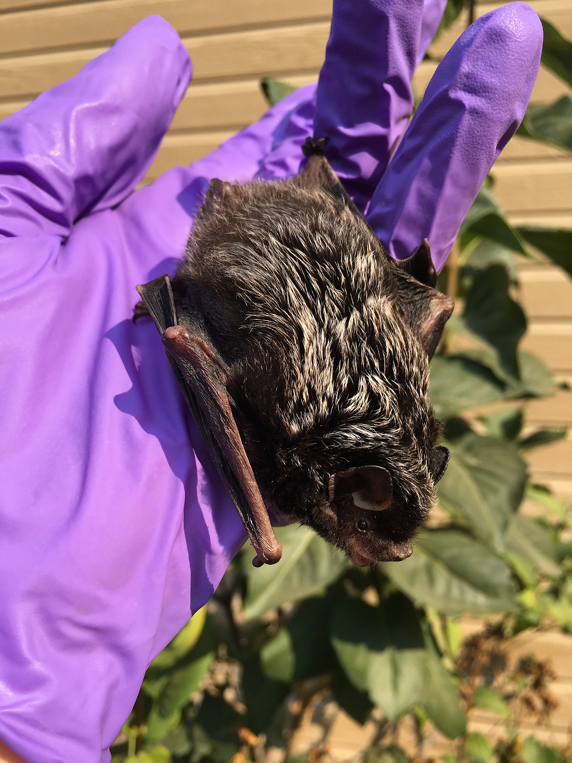 Silver-haired bat in the hand. Dixon says Idaho’s bats are much smaller than people think, small enough to fit in a first-class envelope.