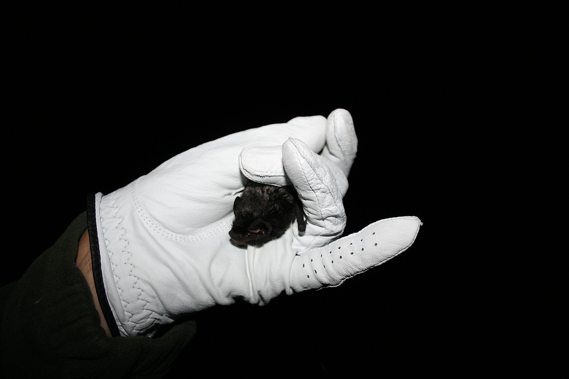 Dixon holding a Silver-haired bat