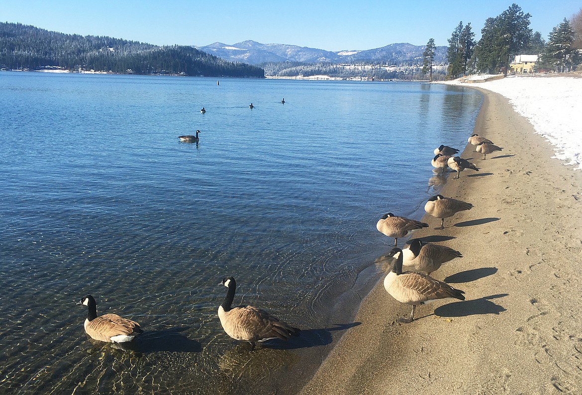 Canada geese enjoy the shoreline and waters of Lake Coeur d'Alene at City Beach on Sunday morning.