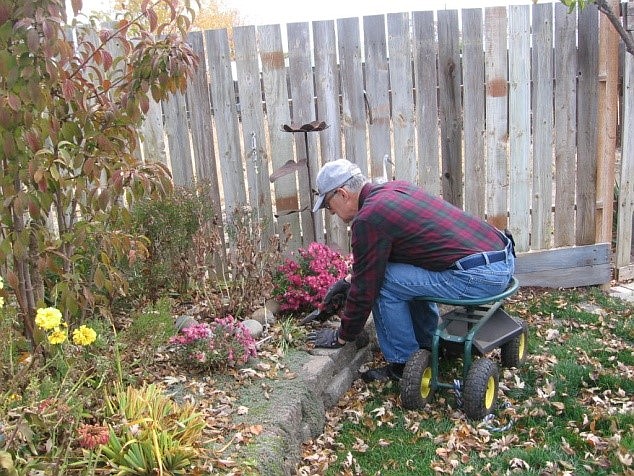 Cut back bearded and non-bearded Iris in the fall. Leave Chrysanthemums until spring.