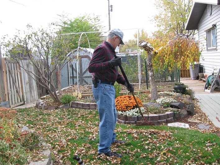 Leaves removed from lawn before last mowing can be mulch for perennials.