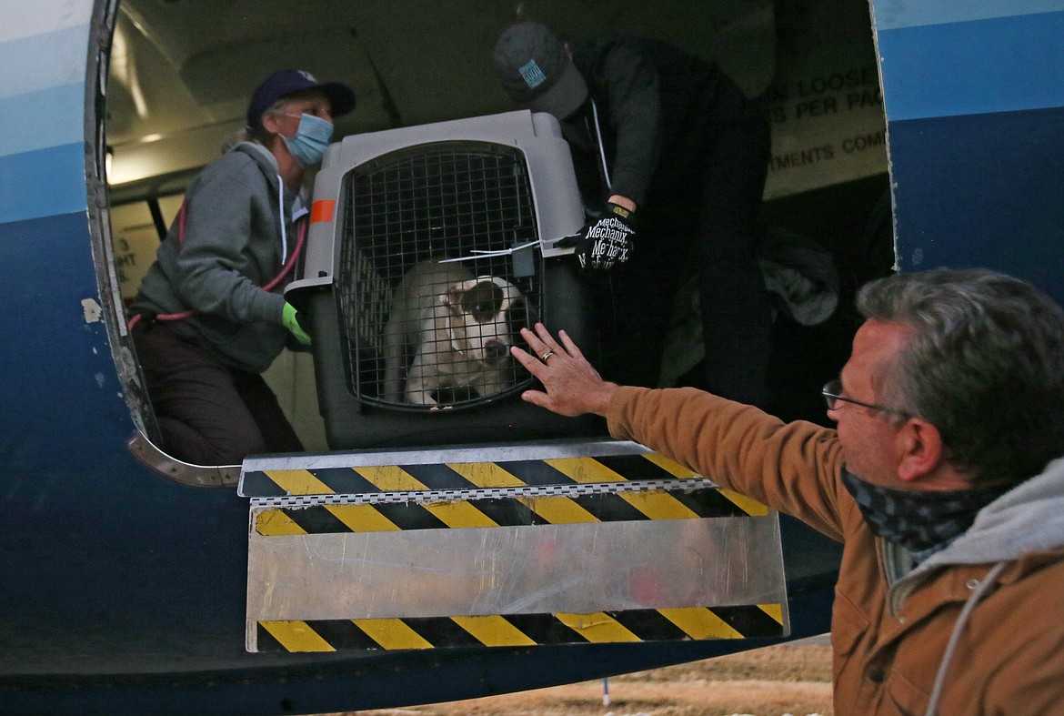 Jeff Bergstrom of SpokAnimal on Thursday evening welcomes a furry friend to North Idaho as a plane filled with about 100 dogs, cats and kittens arrives at the Coeur d'Alene Airport. Kootenai Humane Society rescued 10 dogs of 600 animals that were flown from Hawaii to the Northwest as part of Paws across the Pacific, the largest pet rescue flight in history.