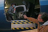 Paws across the Pacific
