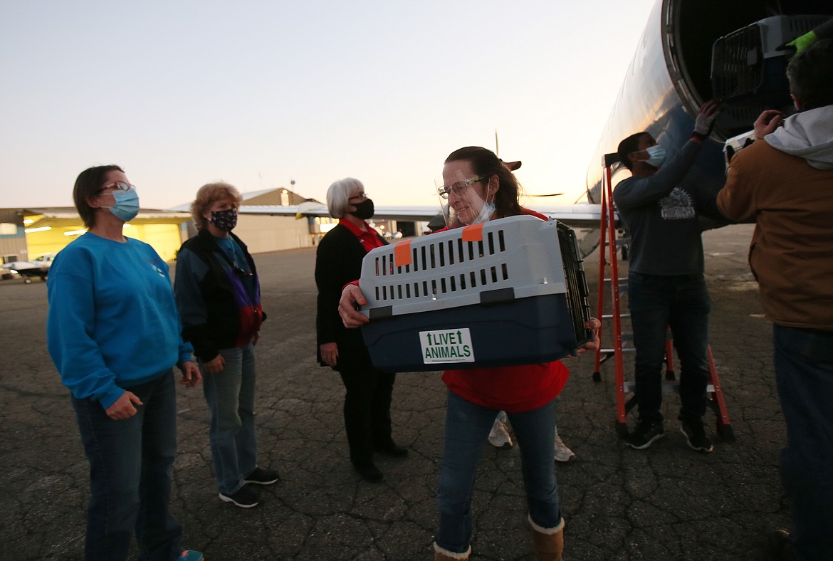 Mary Powell of the Kootenai Humane Society helps unload crates of cats, kittens and dogs Thursday night after the Paws across the Pacific pet rescue flight lands at the Coeur d'Alene Airport. KHS, a nonprofit, no-kill animal shelter, rescued 10 of the dogs flown from overcrowded shelters in Hawaii, while about 600 more were transported to other safe shelters around the Northwest.