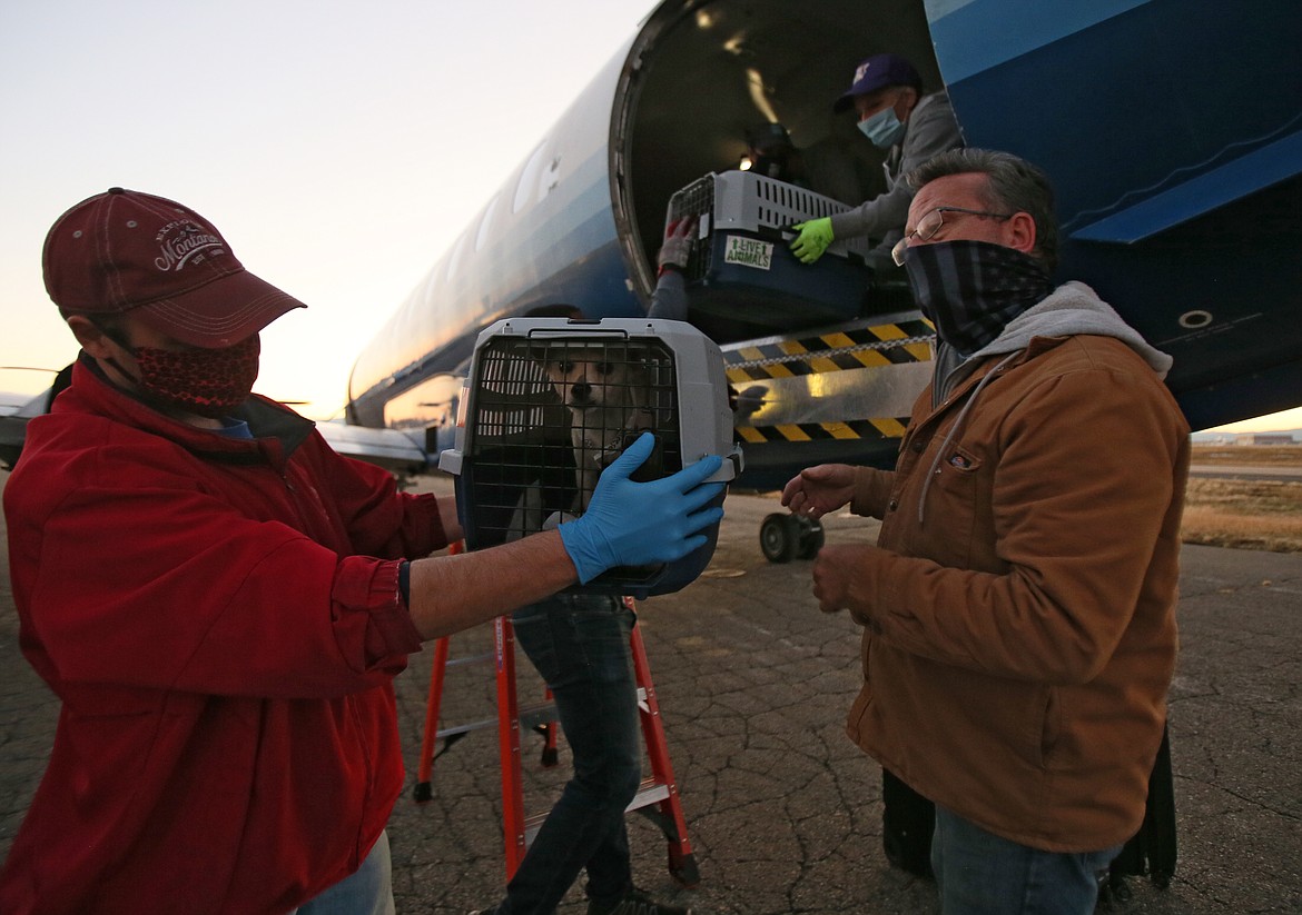 Kootenai Humane Society lead cat tech David Epsen, left, and SpokAnimal's Jeff Bergstrom help rescue a dog flown in from overcrowded shelters in Hawaii as the Paws across the Pacific flight lands at the Coeur d'Alene Airport on Thursday evening.