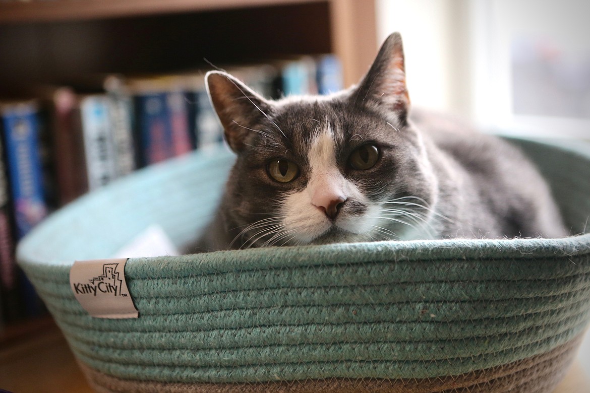 Miss Bailey Page Dickens curls up in her cat bed near a window at Bad Rock Books in Columbia Falls. 
Mackenzie Reiss/Daily Inter Lake