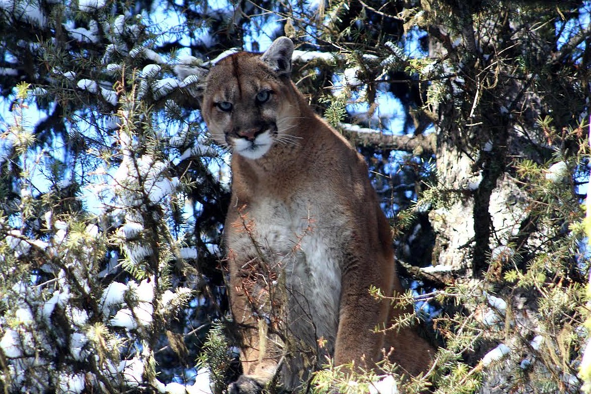 The mountain lion is found in healthy numbers in western Montana. (Eli Hampson, Montana Fish, Wildlife & Parks photo)