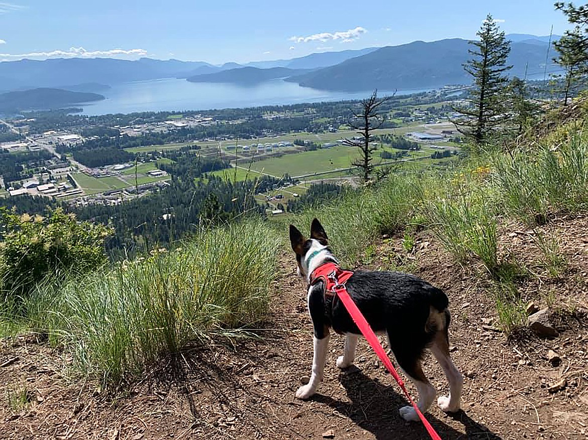 Chris Warren captured this Best Shot of a four-legged family member and shared it in response to a Daily Bee Facebook post this summer asking readers to share their favorite recent photo. If you have a photo that you took that you would like to see run as a Best Shot or I Took The Bee send it in to the Bonner County Daily Bee, P.O. Box 159, Sandpoint, Idaho, 83864; or drop them off at 310 Church St., Sandpoint. You may also email your pictures in to the Bonner County Daily Bee along with your name, caption information, hometown and phone number to bcdailybee@bonnercountydailybee.com.