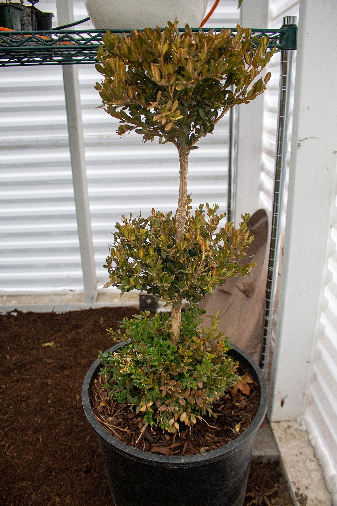 A boxwood topiary plant sits near the entrance to Holly Trinnaman’s greenhouse in Moses Lake.