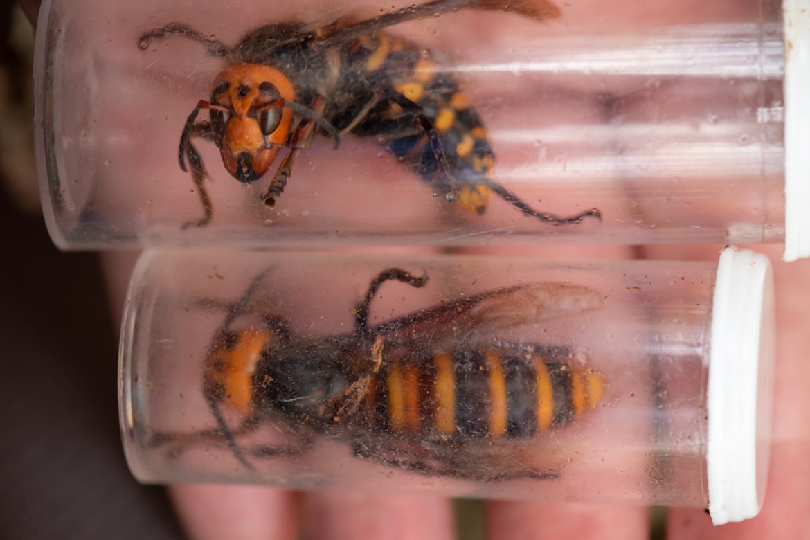 A pair of Asian giant hornets captured following the destruction of their nest on Oct. 24.
