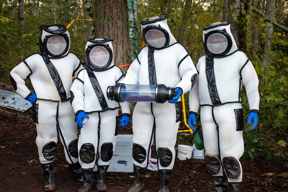 A group of WSDA entomologists in protective suits holding a canister full of live, but stunned, Asian giant hornets following an Oct. 24 raid to destroy the hornets' nest.