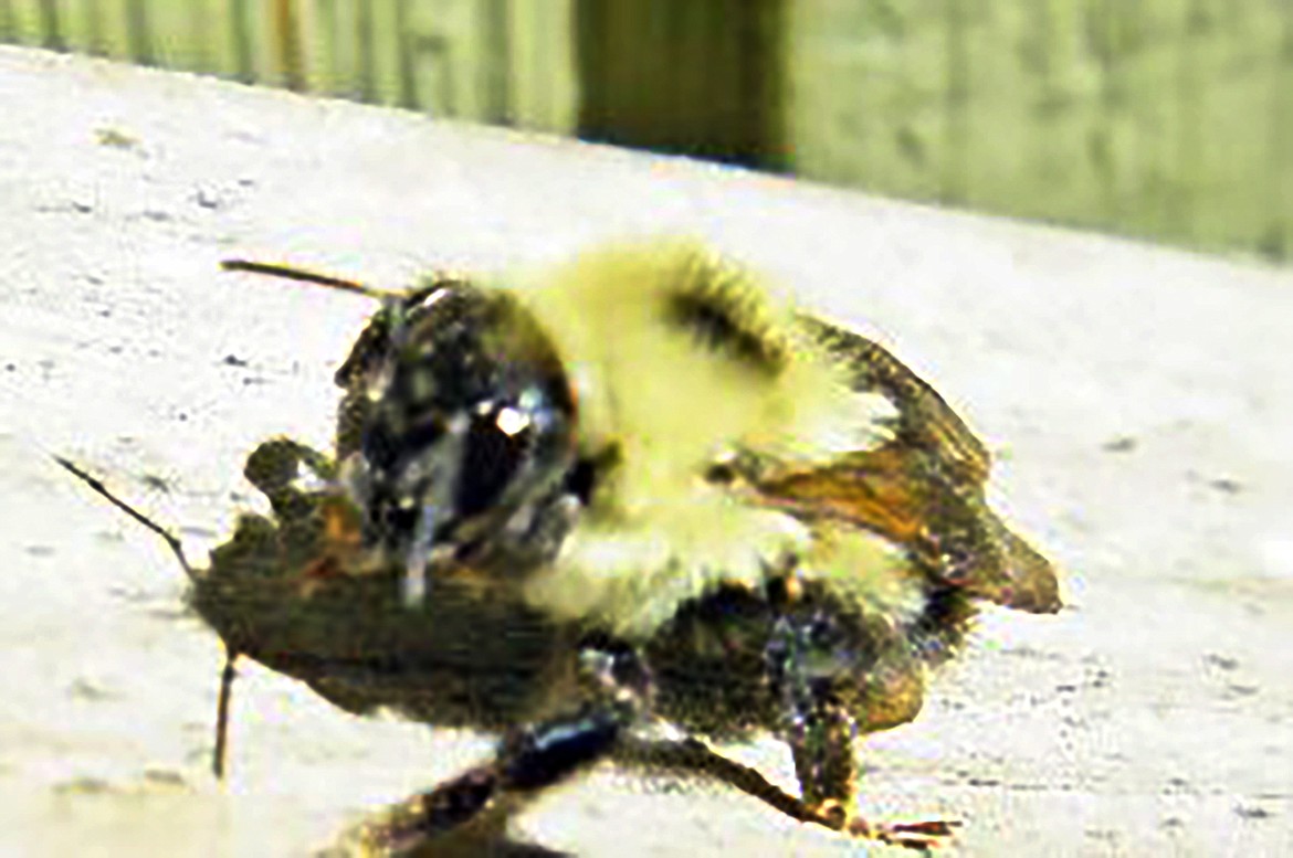 Awakening Bumblebees depend on the nourishment from the twin  blossoms of shrub honeysuckle.