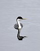 Western Grebe; a ballet dancer in a tux!