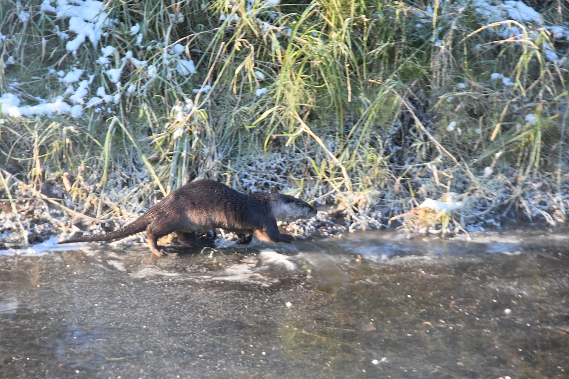 An adult river otter running beside an ice -covered Myrtle Creek.