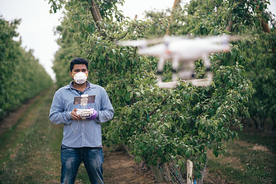 An orchard worker controls a drone in Innov8 Ag's 20-acre Smart Orchard pilot project.
