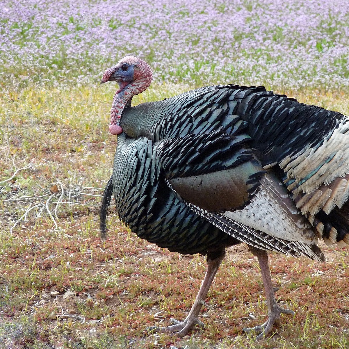 1115_Wild_Turkey_SNP_t1200x120