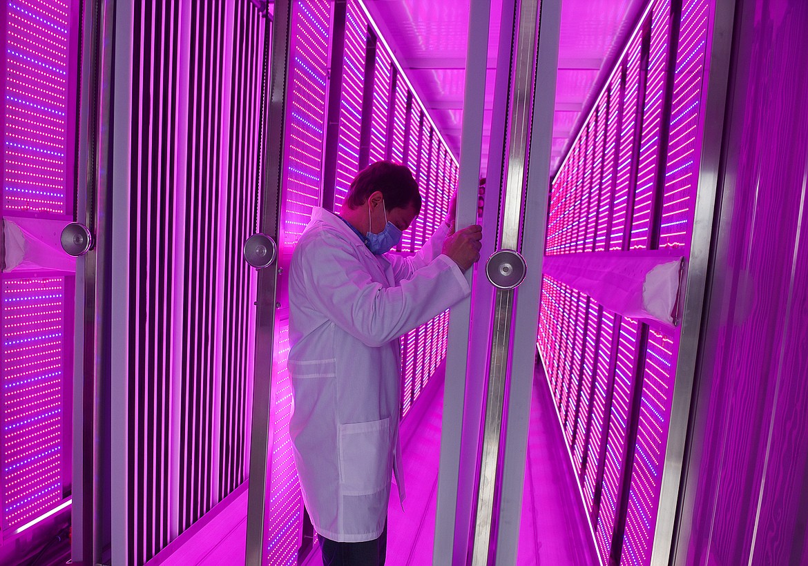 Dustin Lang walks between the rows that will eventually be planted with lettuce for the hydroponic vertical garden. LED lights cast blue and red light onto the plants for optimal growth. (Heidi Desch/Whitefish Pilot)