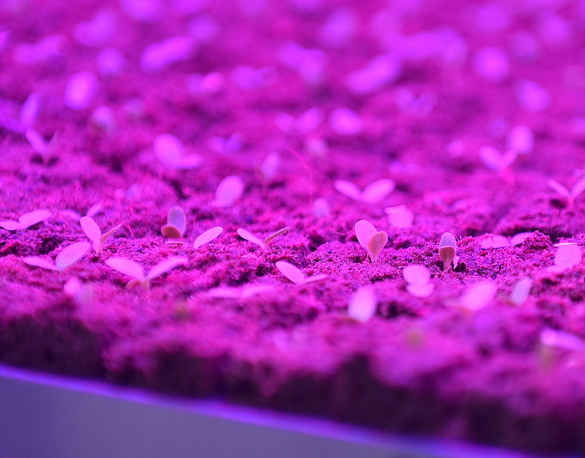 Colored by blue and red lights, young plants begin to sprout inside the vertical container garden at The Farm at River’s Bend. (Heidi Desch/Whitefish Pilot)