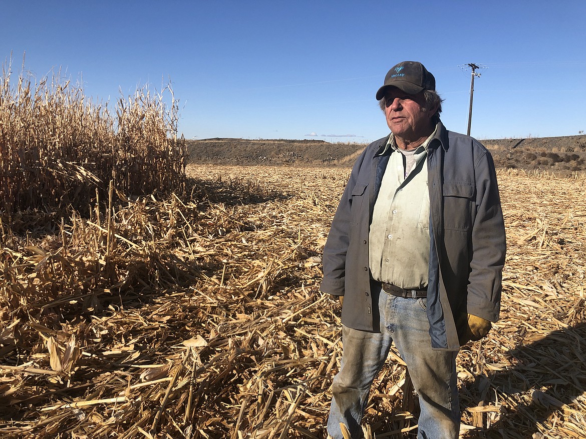 Stratford-area farmer Dan Hendrickson stands out in the cornfield he and his sons Quinton and Preston are harvesting with a 40-year-old combine they restored this summer.