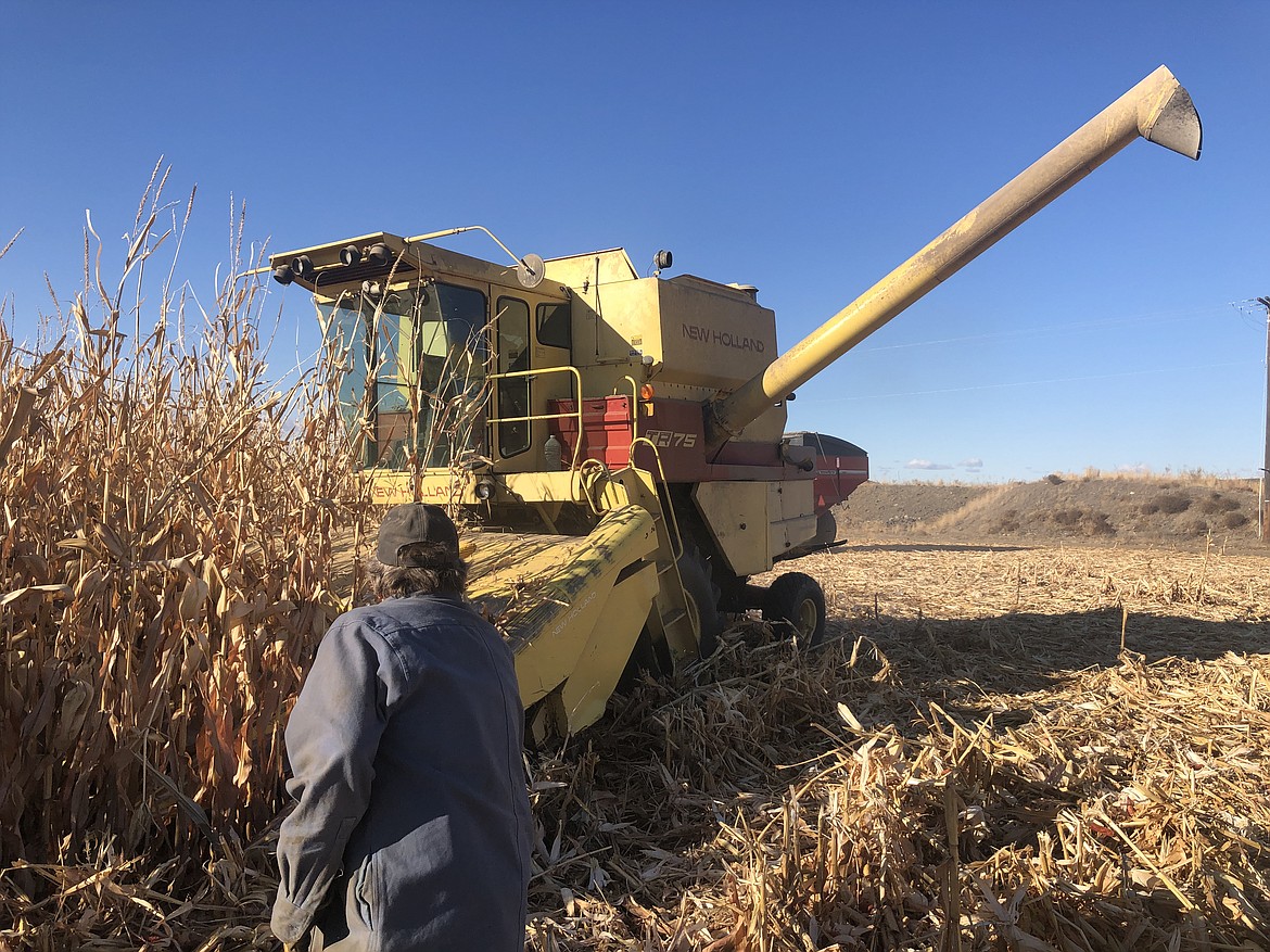 Stratford-area farmer Dan Hendrickson chucks an ear of corn in the way of his 40-year-old New Holland combine, which he and his sons restored this year.