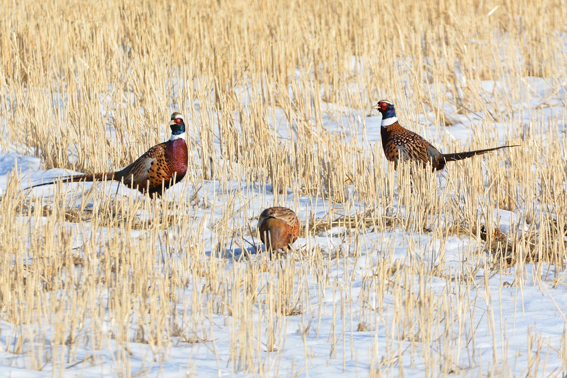 Pheasants feeding in a stubble field.