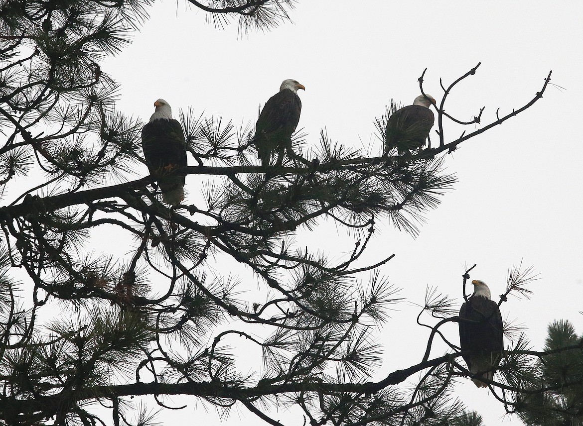 Eagles share branches at Higgens Point.