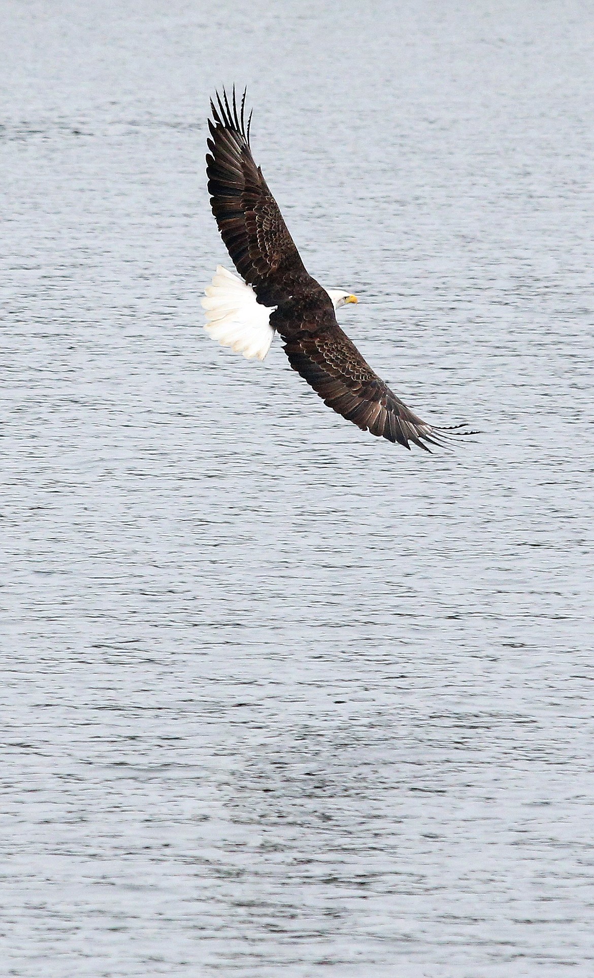 An eagle turns above Lake Coeur d'Alene.