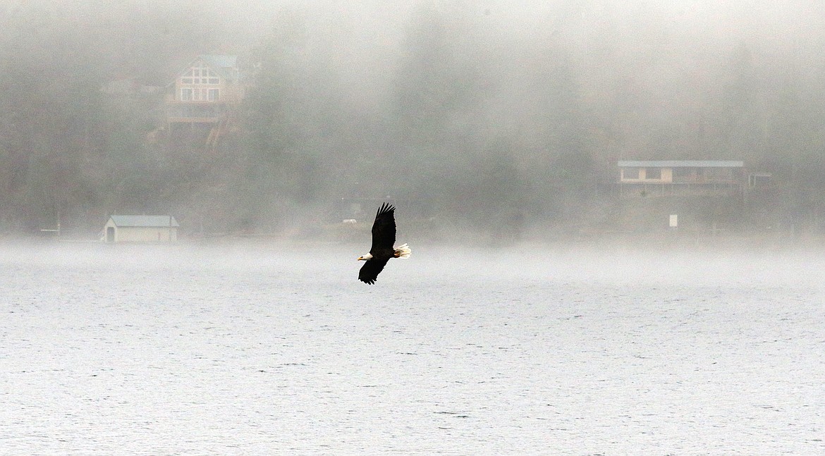 An eagle flies in the mist above Lake Coeur d'Alene on Tuesday morning at Higgens Point.