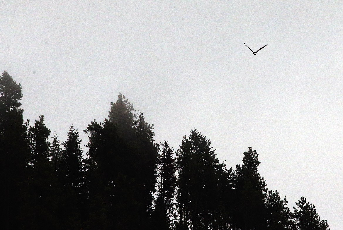 An eagle flies into the distance at Higgens Point.