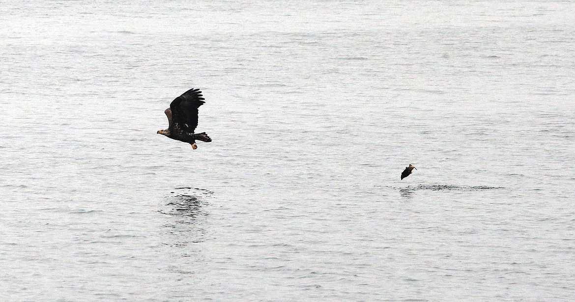 An eagle misses snaring a fish that was floating at Higgens Point at Lake Coeur d'Alene.
