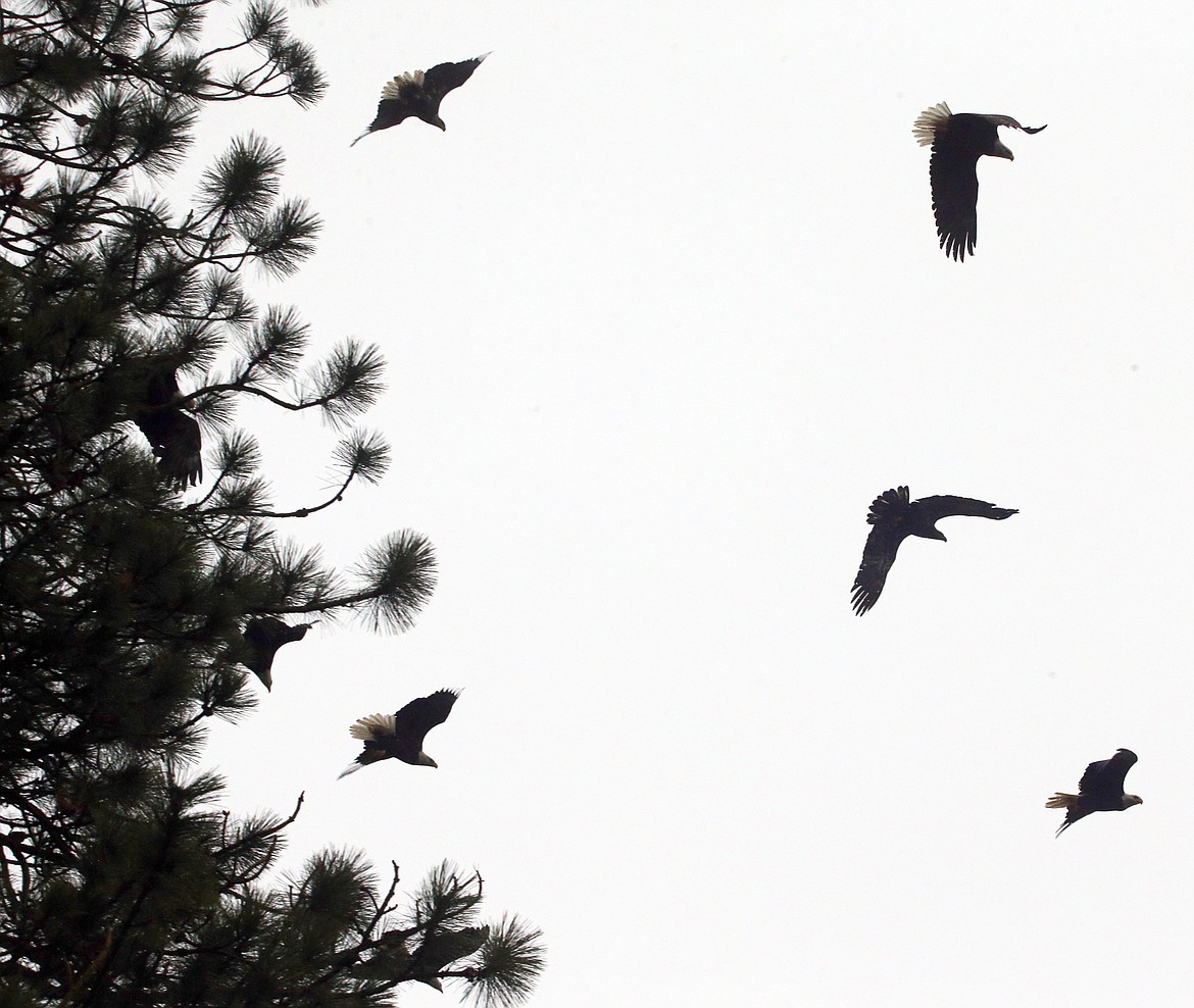 Eagles take flight from a tree after being disturbed at Higgens Point.
