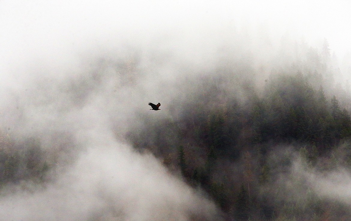 An eagle glides through the mist over Lake Coeur d'Alene.