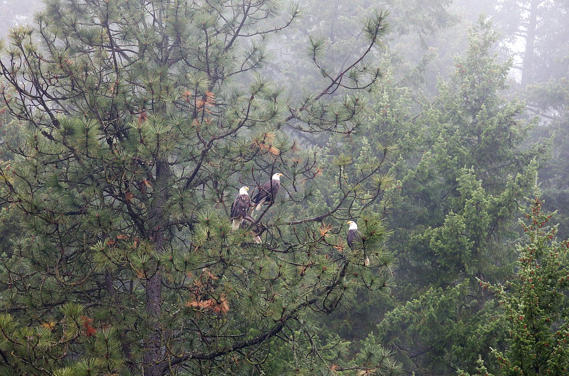 Eagles hang out in trees at Higgens Point.