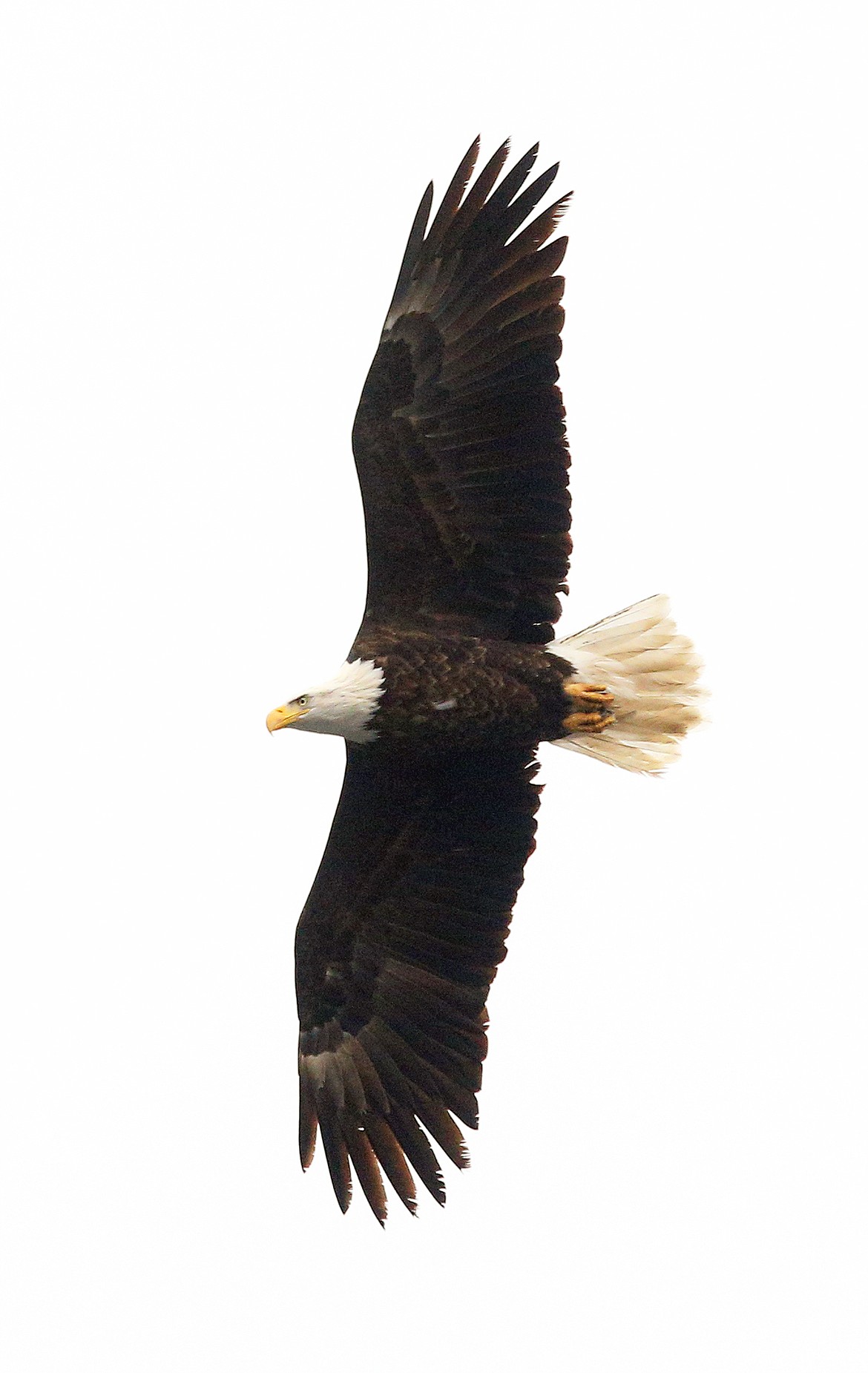 A bald eagle glides through the sky.