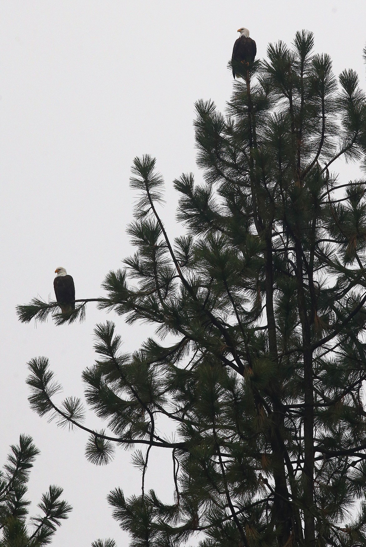 Eagles sit on branches overlooking Lake Coeur d'Alene.
