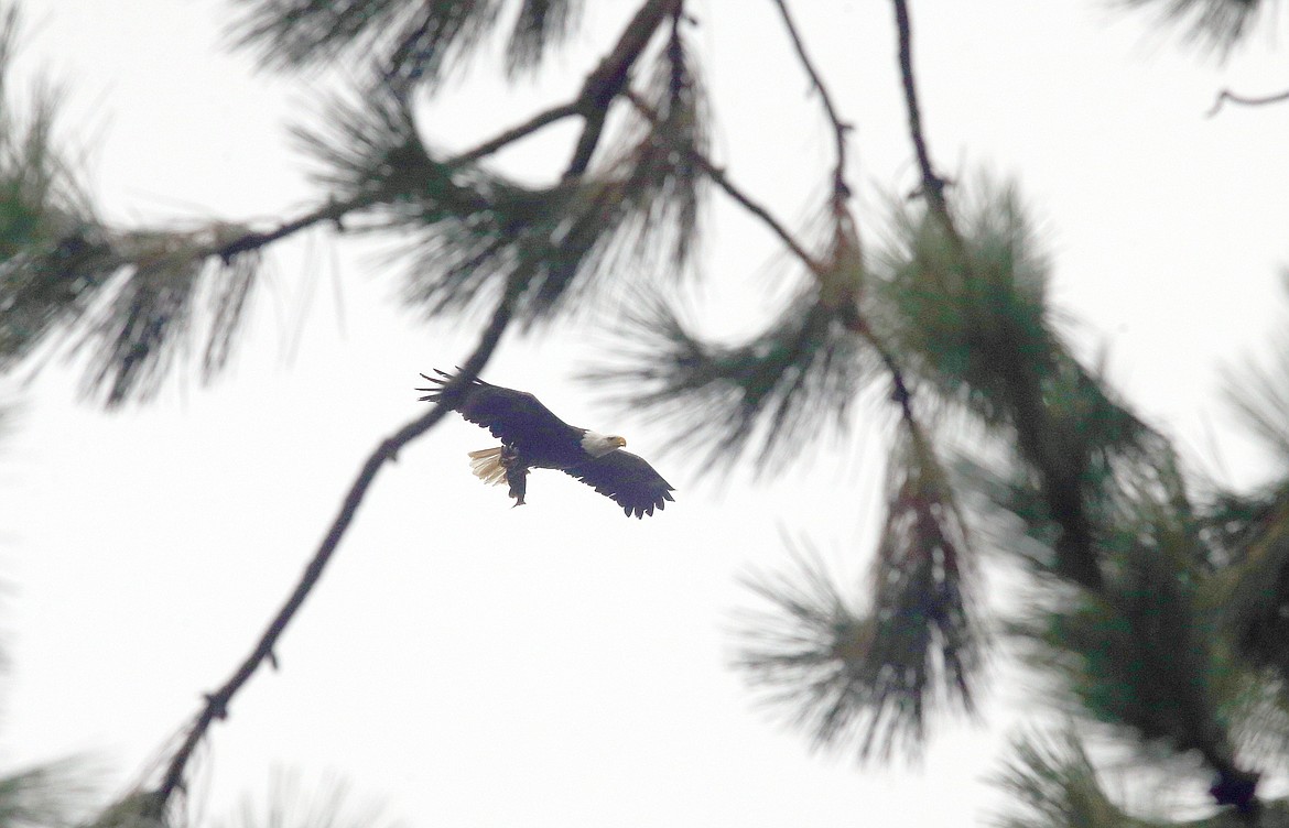 An eagle carries a fish toward the trees, where it will land on a branch and enjoy a meal.