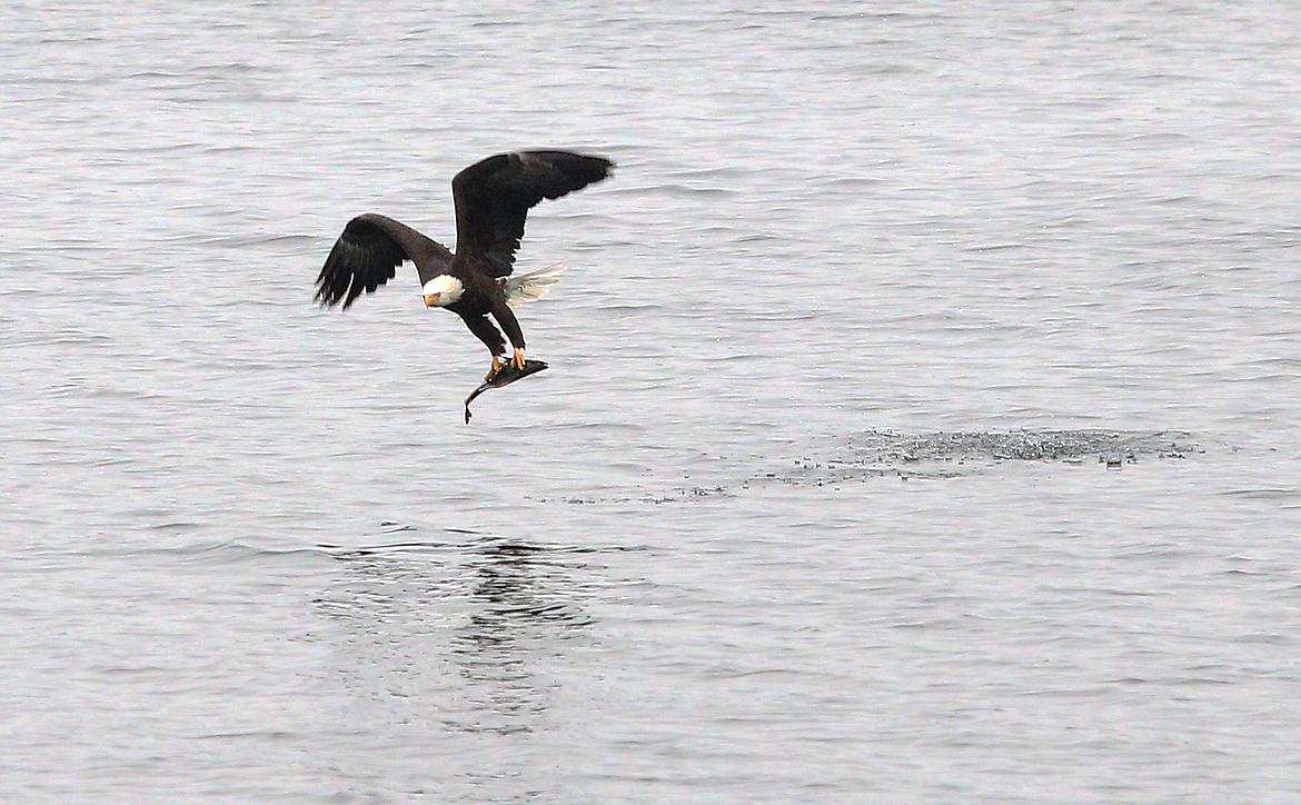 An eagle snatches a fish from Lake Coeur d'Alene.