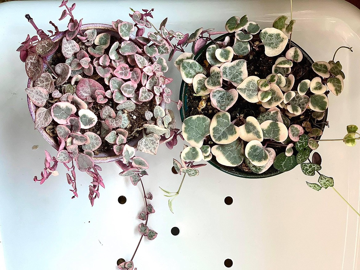 A pair of variegated string of heart plants, part of Heather Gessele's collection in Moses Lake.